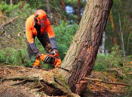 Trusted Hinckley, IL Tree Services Experts